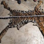 CG Wildlife Crime : बाघ की दो खाल के साथ पकड़े गए दो तस्कर, पुलिस विभाग से जुड़े होने की आशंका से बढ़ी चिंता