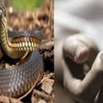 CG Snake Bite Tragedy : घर में सोते पिता-पुत्री को सांप ने डसा, झाड़-फूंक के भरोसे गंवाई अनमोल जान, बलरामपुर में दर्दनाक हादसा