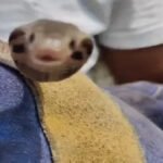 CG Snake Bite News : करैत के काटने से 3 दिन में 6 मौतें, बलरामपुर में खाट पर सो रहे दो सगे भाइयों की गई जान, जशपुर की महिला ने भी तोड़ा दम
