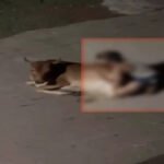 CG NEWS : रायपुर में गौवंश के साथ अनाचार का आरोप, पुलिस ने दर्ज किया अपराध