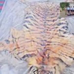 CG Crime News : बाघ की खाल की तस्करी का भंडाफोड़, वन विभाग की बड़ी कार्रवाई में तीन आरोपी गिरफ्तार