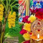 Banana Tree Puja Vidhi : गुरुवार को केले के पेड़ की पूजा से चमकती है किस्मत! जानें किन लोगों को जरूर करना चाहिए यह उपाय