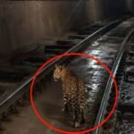 CG News : सुरंग के अंदर रेलवे ट्रैक पर घूमता नजर आया तेंदुआ, लोको पायलट ने बनाया वीडियो