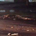 CG Road Accident : ‘CMO’ लिखी कार की टक्कर से दो महिलाओं की मौत, जन्मदिन समारोह से लौट रहे थे लोग, नगर पालिका परिसर में क्षतिग्रस्त कार मिलने से बढ़ा मामला