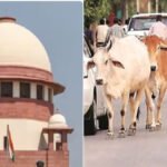 सड़क पर आवारा पशुओं से होने वाले हादसों पर Supreme Court’ सख्त, कहा- पीड़ितों को मिले मुआवजा, पशुपालक जीवनभर निभाएं जिम्मेदारी