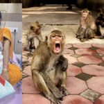 CG News : बंदरों का आतंक’ पालने से 5 माह के मासूम को उठाकर पानी से भरे ड्रम में डाला, हालत गंभीर, जिला अस्पताल में इलाज जारी