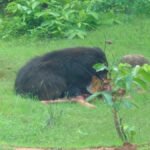 CG NEWS : मादा भालू का कहर, दो ग्रामीणों की दर्दनाक मौत, एक गंभीर घायल… गांव में दहशत का माहौल