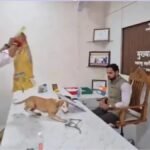 बोरियों में भरकर आवारा कुत्ते अधिकारी की टेबल पर छोड़े, नोटों की माला पहनाकर जताया विरोध
