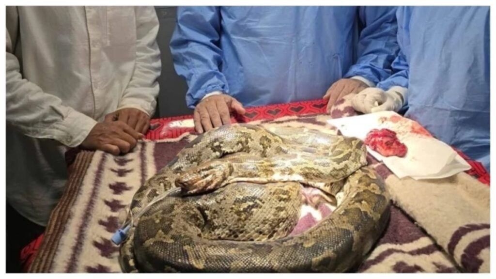 CG News : हैरान करने वाला मामला’ अजगर के मुंह में कैंसर जैसी गांठ, डॉक्टरों ने साढ़े तीन घंटे में की जटिल सर्जरी