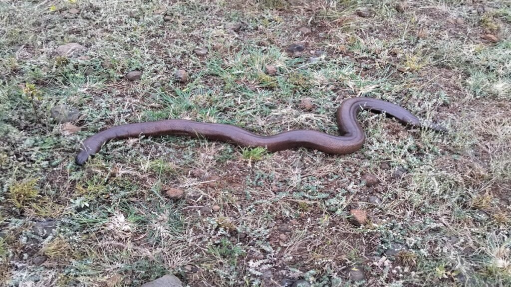 CG News : रेड सैंड बोआ सांप मिलने से मचा कौतूहल, करीब 10 साल बाद रायगढ़ के गांव में दिखी दुर्लभ प्रजाति